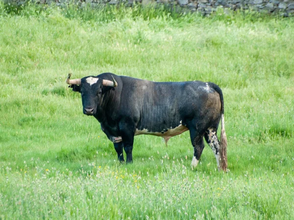 Touro Corajoso Pasto Espanha Verão — Fotografia de Stock