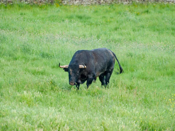 Touro Corajoso Pasto Espanha Verão — Fotografia de Stock