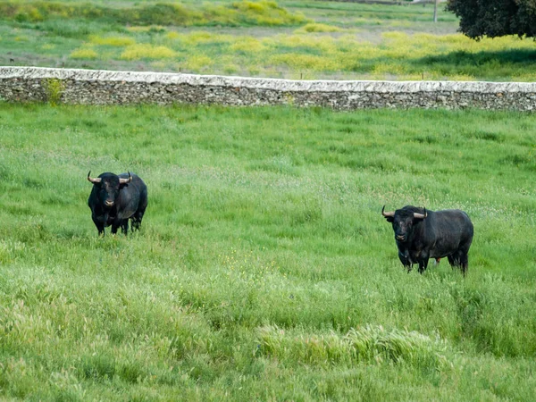 Vaches Pâturant Campagne Printemps — Photo