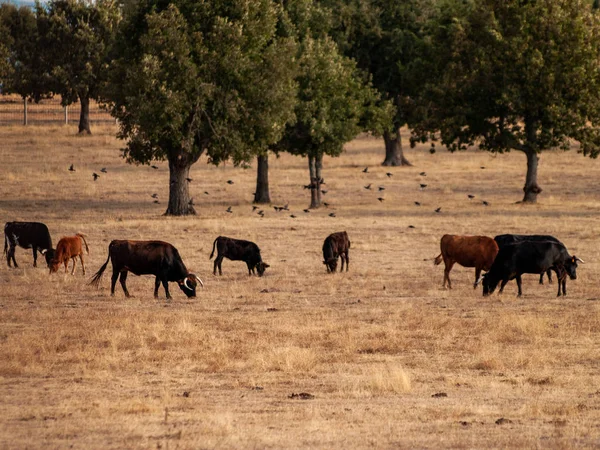 Vacas Pastando Campo Primavera — Foto de Stock