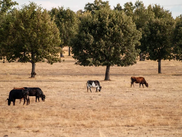 Αγελάδες Που Βόσκουν Στο Τοπίο Την Άνοιξη — Φωτογραφία Αρχείου