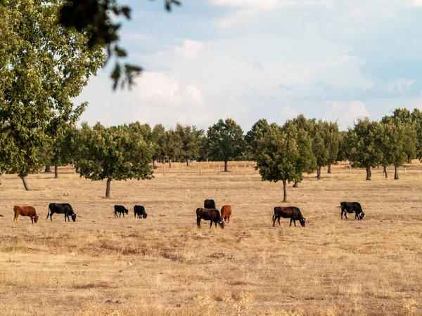 Весной Коровы Пасутся Сельской Местности — стоковое фото