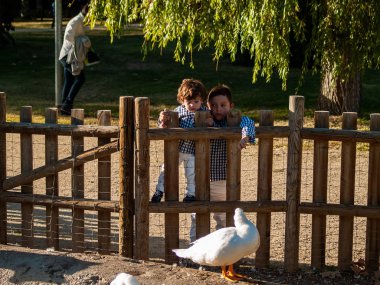 kazlar izlerken iki sevimli erkek