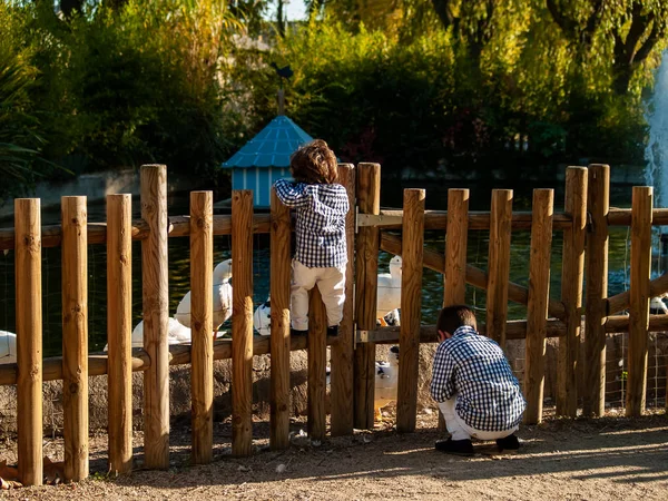 Zwei Süße Jungen Beobachten Gänse — Stockfoto