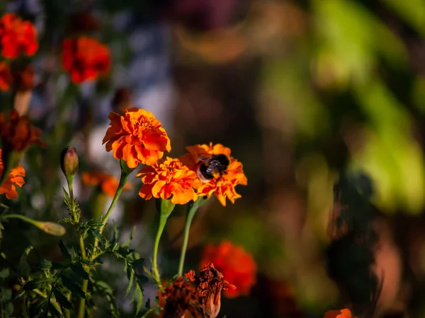 Bellissimi Fiori Selvatici Vicino — Foto Stock