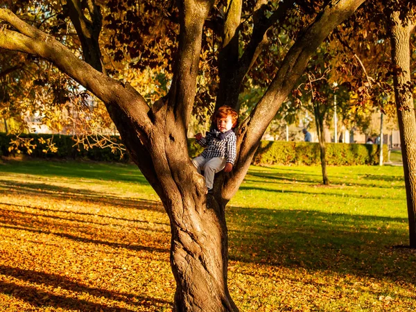 Aranyos Kisfiú Parkban Ősszel Fán — Stock Fotó