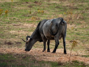 inek kırsal kesimde Morucha yarışın