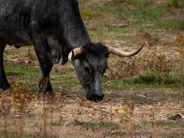 inek kırsal kesimde Morucha yarışın