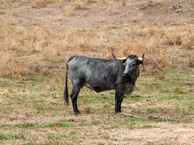 inek kırsal kesimde Morucha yarışın