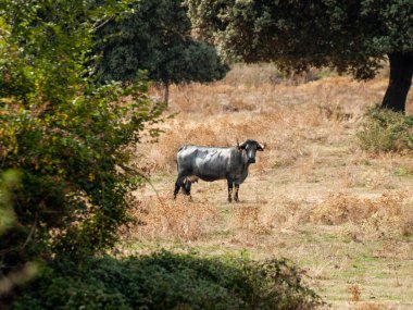 inek kırsal kesimde Morucha yarışın