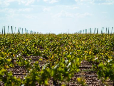 çiftlik, İspanya'da asma bahçesinde. Tarım 