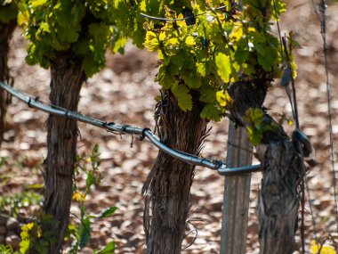 çiftlik, İspanya'da asma bahçesinde. Tarım 