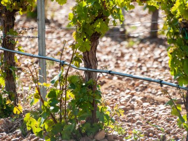 çiftlik, İspanya'da asma bahçesinde. Tarım 