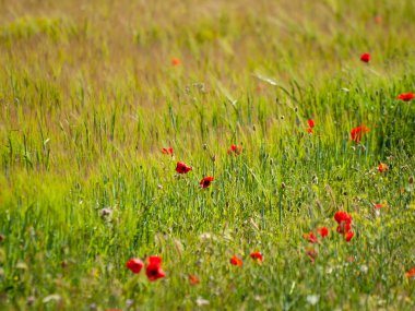  Bahar haşhaş sahada İspanya