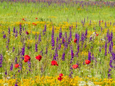  Bahar haşhaş sahada İspanya