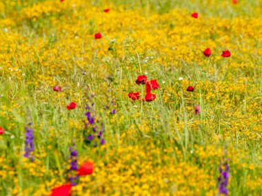  Bahar haşhaş sahada İspanya