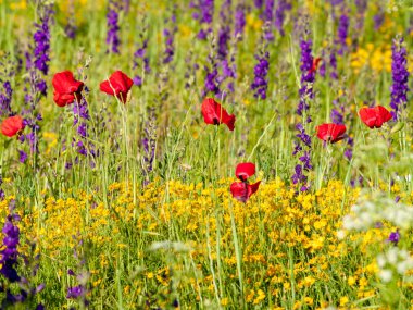  Bahar haşhaş sahada İspanya