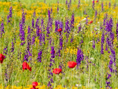  Bahar haşhaş sahada İspanya
