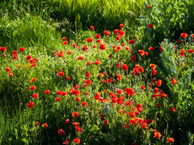  Bahar haşhaş sahada İspanya