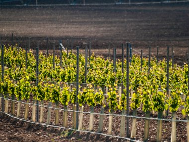 çiftlik, İspanya'da asma bahçesinde. Tarım 