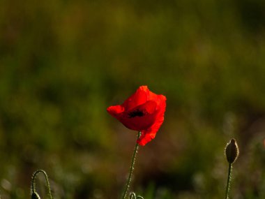 Kırmızı haşhaş çiçek bahar açık havada yakın çekim 