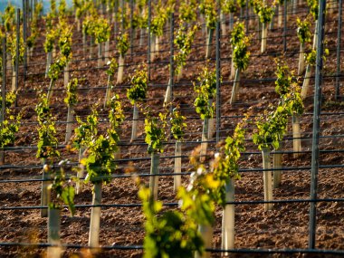 çiftlik, İspanya'da asma bahçesinde. Tarım 