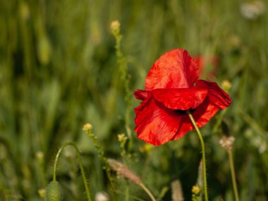 Kırmızı haşhaş çiçek bahar açık havada yakın çekim 