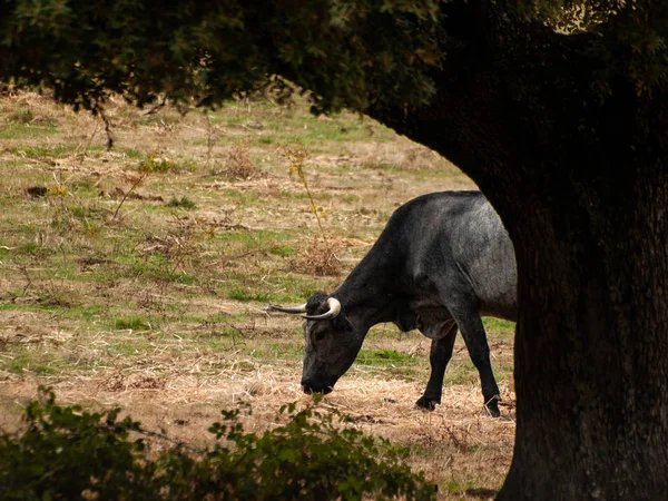 田舎の Morucha レースの牛 — ストック写真