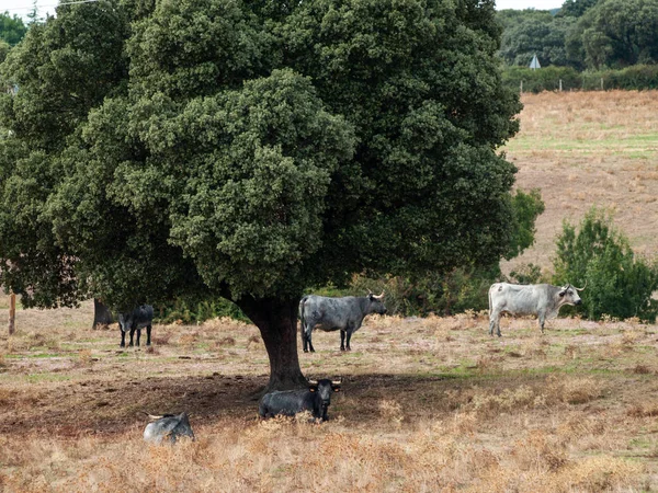 Vacas Pastando Campo — Foto de Stock