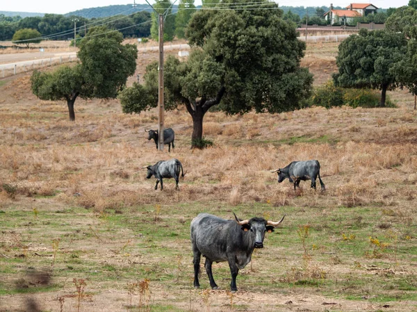 Vaches Pâturant Campagne — Photo