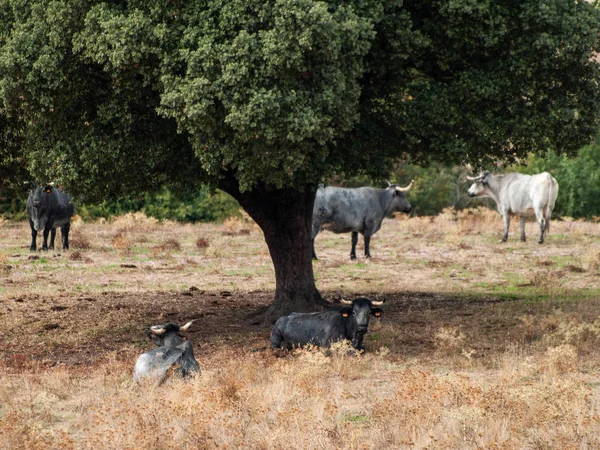 Vacas Pastando Campo —  Fotos de Stock