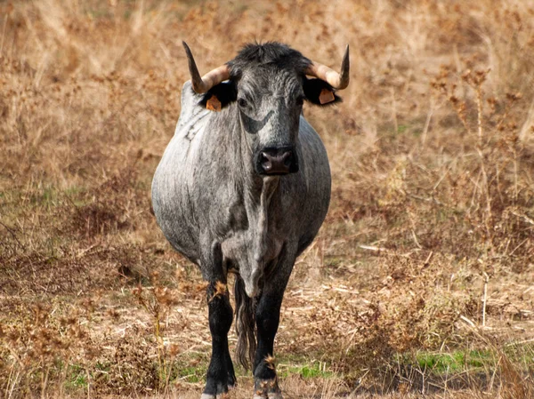 Корова Morucha Гонці Сільській Місцевості — стокове фото