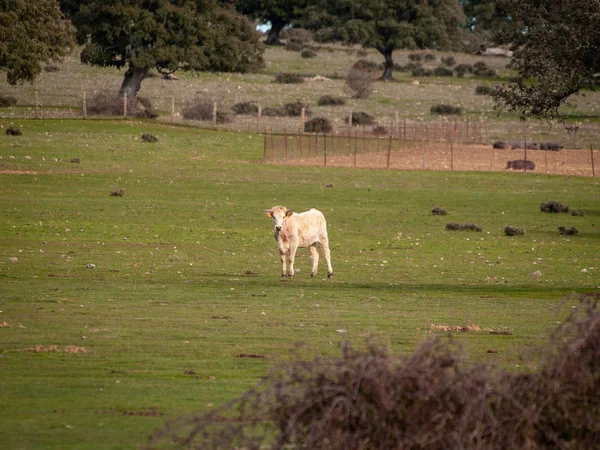 Vaca Granja España —  Fotos de Stock