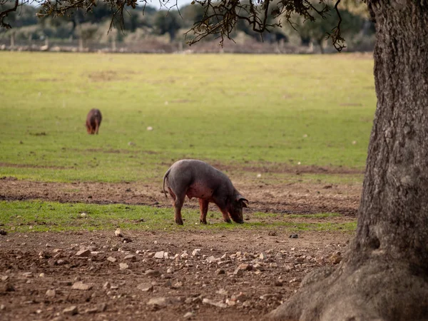 スペインの農場の放牧イベリコ豚 — ストック写真