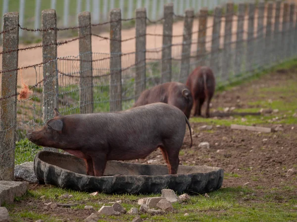 Cerdos Ibéricos Pastando Granja España —  Fotos de Stock