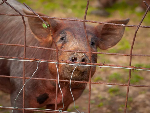 Iberian Pig Grazing Farm Spain — Stock Photo, Image