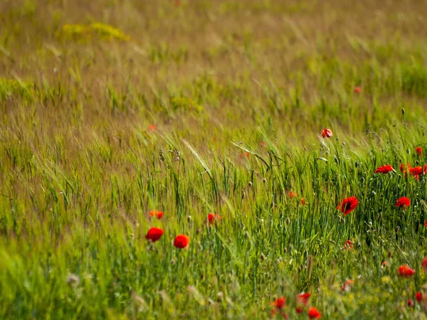 Poppy Field Springtime Spain — Stock Photo, Image