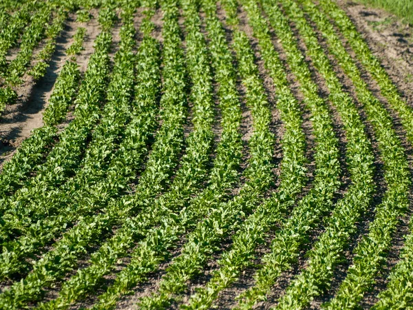 Landwirtschaft Salamanca Auf Dem Grünen Feld Spanien — Stockfoto