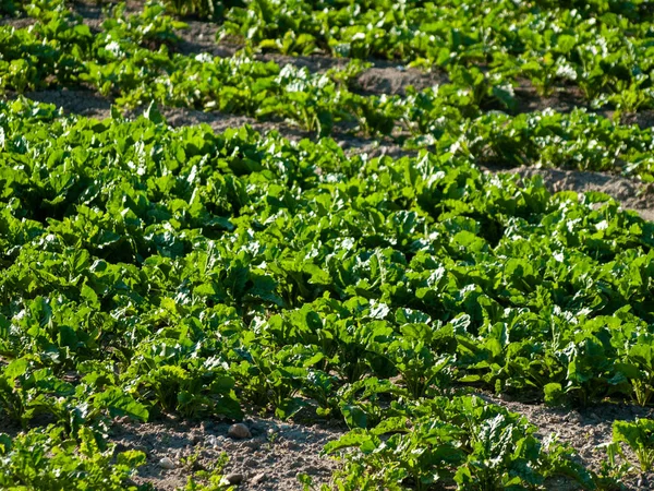 Jordbruk Green Field Salamanca Spanien — Stockfoto