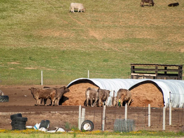 Uma Manada Vacas Pastando Fazenda Espanha Agricultura — Fotografia de Stock