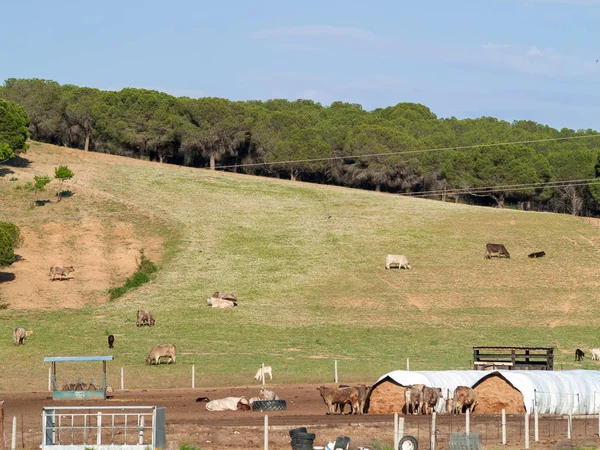 Herd Cows Grazing Salamanca Spain — Stock Photo, Image