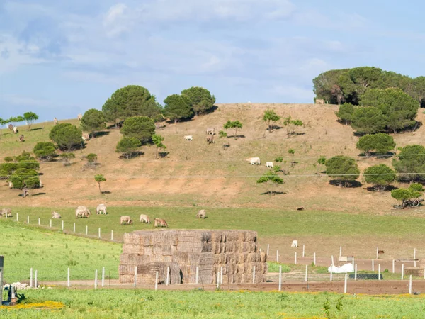 Una Manada Vacas Pastando Salamanca España — Foto de Stock