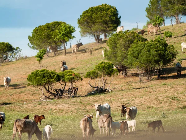 Vacas Que Pastam Campo — Fotografia de Stock