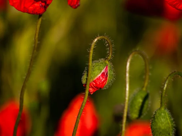 Close Red Poppy Flower Springtime Outdoors — Stock Photo, Image