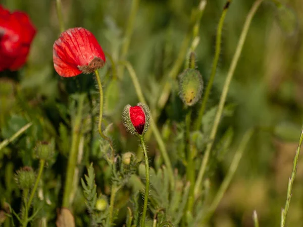 Close Red Poppy Flowers Springtime Outdoors — Stock Photo, Image