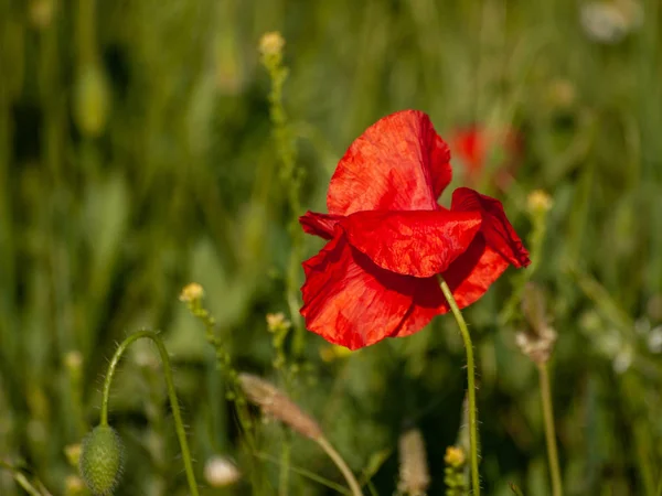 Tavasszal Szabadban Piros Pipacs Virág Közelről — Stock Fotó
