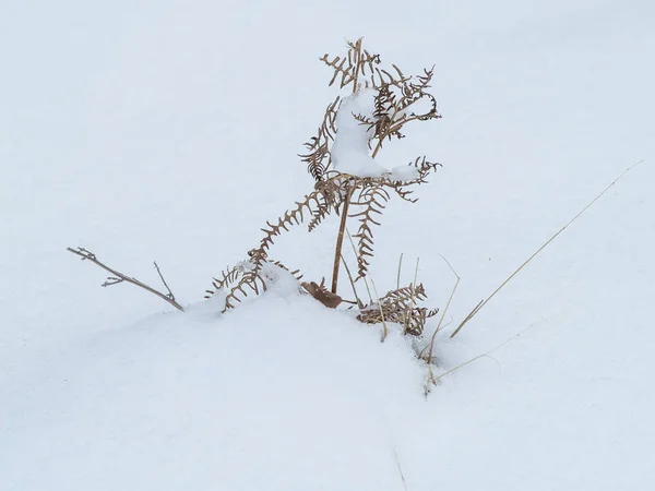 Branches Couvertes Neige Jour Hiver — Photo