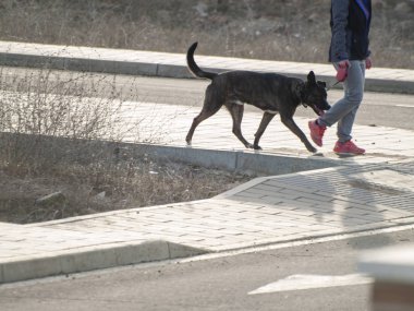  parkta sahibi ile köpek yürüyüş