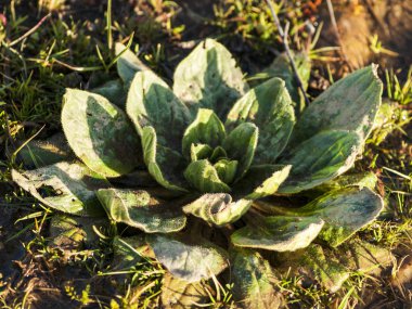 güzel yeşil pantolon yakın