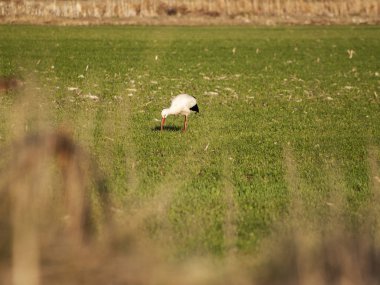Salamanca, İspanya yeşil bir çayırda ortasında vinç standları